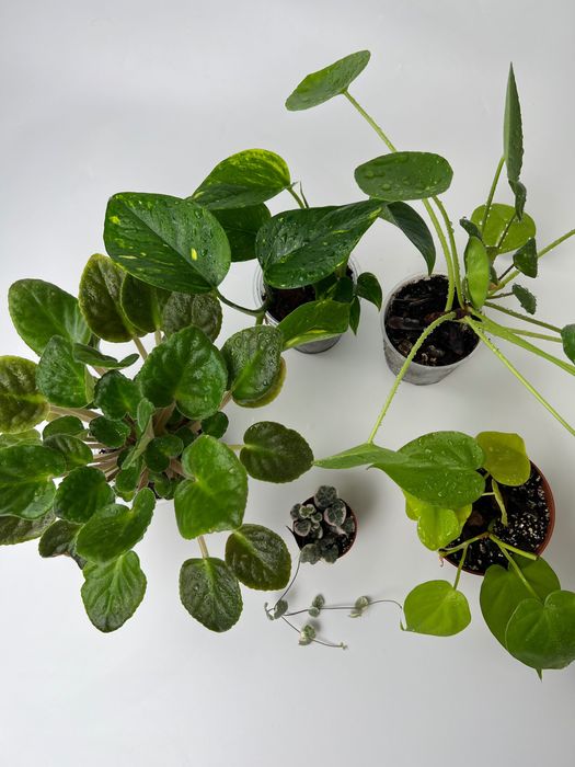 Набір рослин: церопегія, пілея, епіпремнум, філодендрон, фіалка