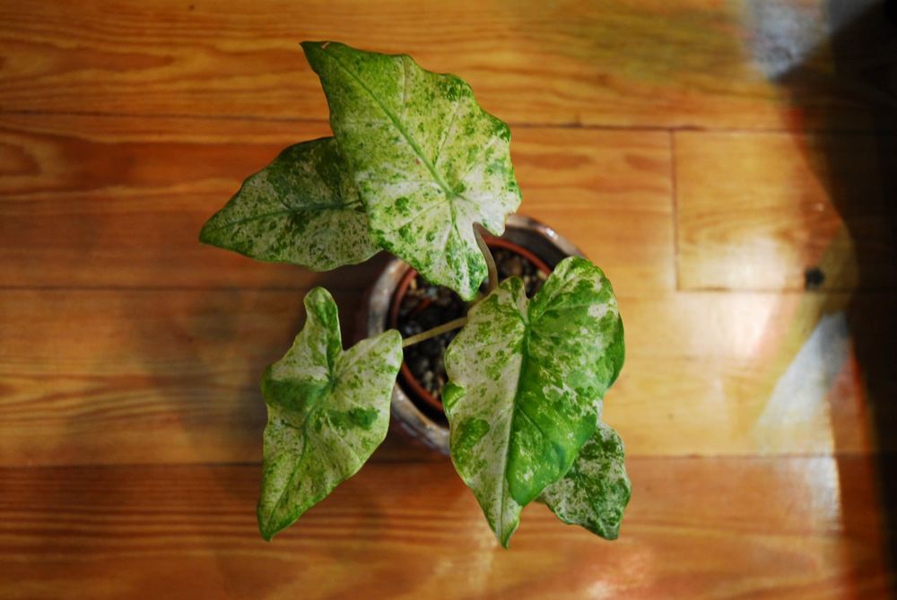 Alocasia Macrorrhiza Splash