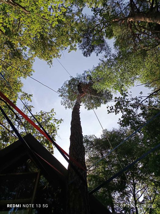 Wycinka drzew,skracanie i formowanie koron,ścinka drzew trudnych,rębak