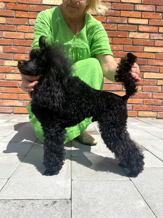 Pudel miniaturowy, 29 cm, obiecujący chłopiec, FCI