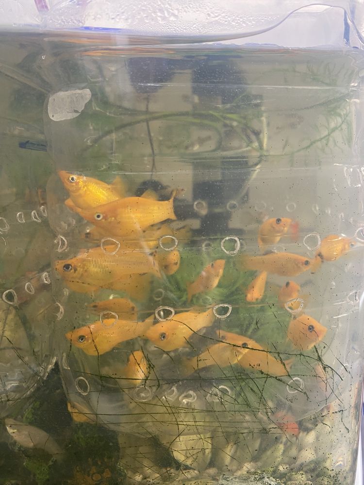 Peixes variados e aquarios