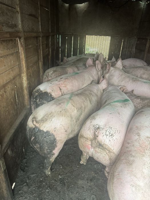 Свині продаж 93 грн