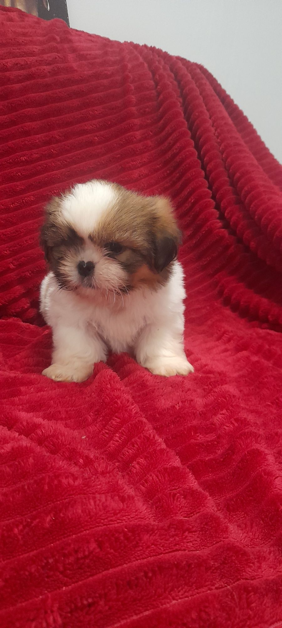 Lindo shih tzu macho vacinado e desparasitado