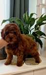 Pudel toy dziewczynka red brown