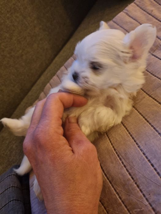 Malla  maltanka maltanczyk