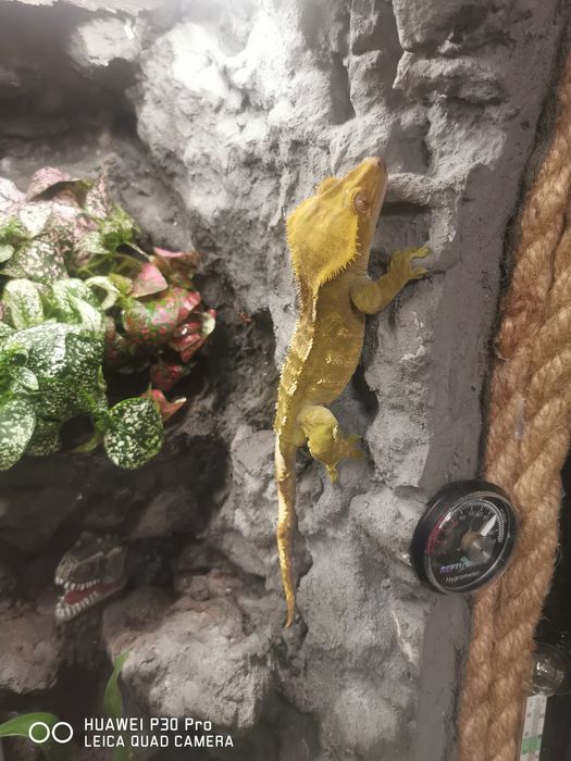 Gotowe Terrarium z zamieszkującym Gekonem Orzęsionym