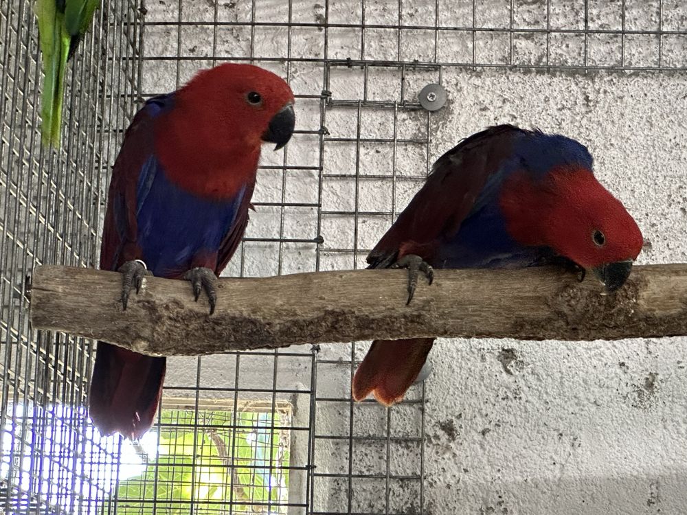 Papagaio Ecletus Roratus