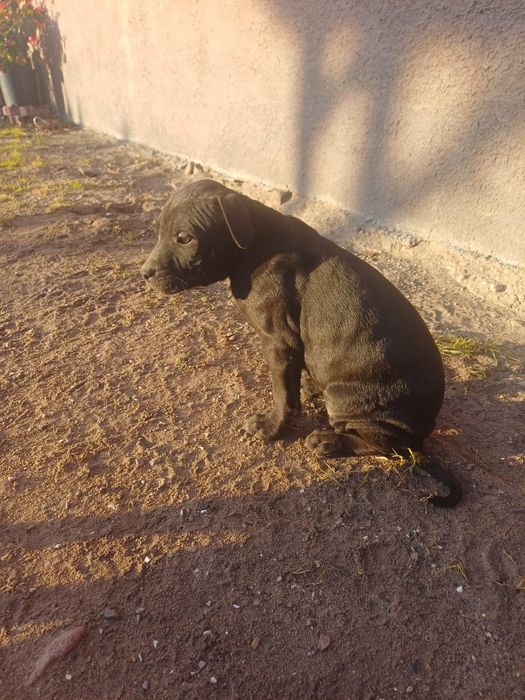 Szczenię Pitbull Rasowy