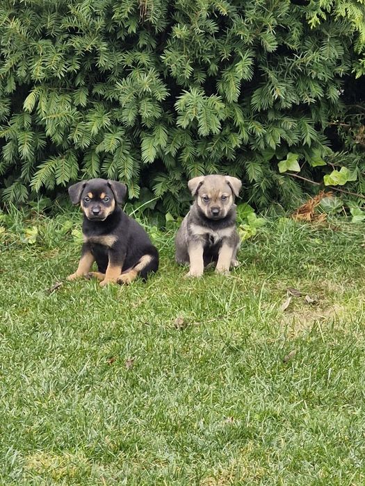 Oddam szczeniaki w dobre ręce