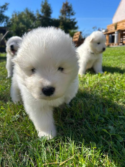 Samoyed – suczka z hodowli "Biała Łapka"