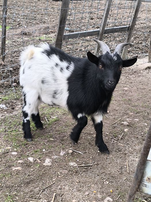 Cabritos Anãs machos
