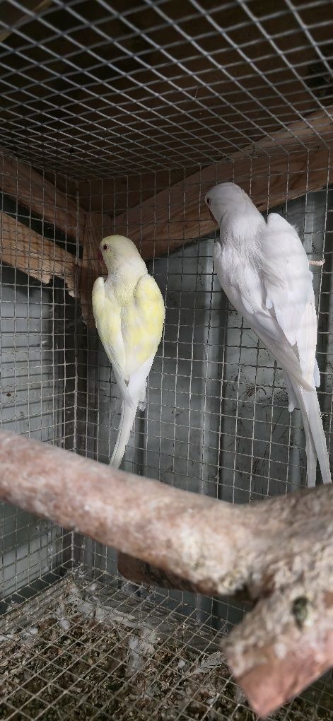 Casal disponível