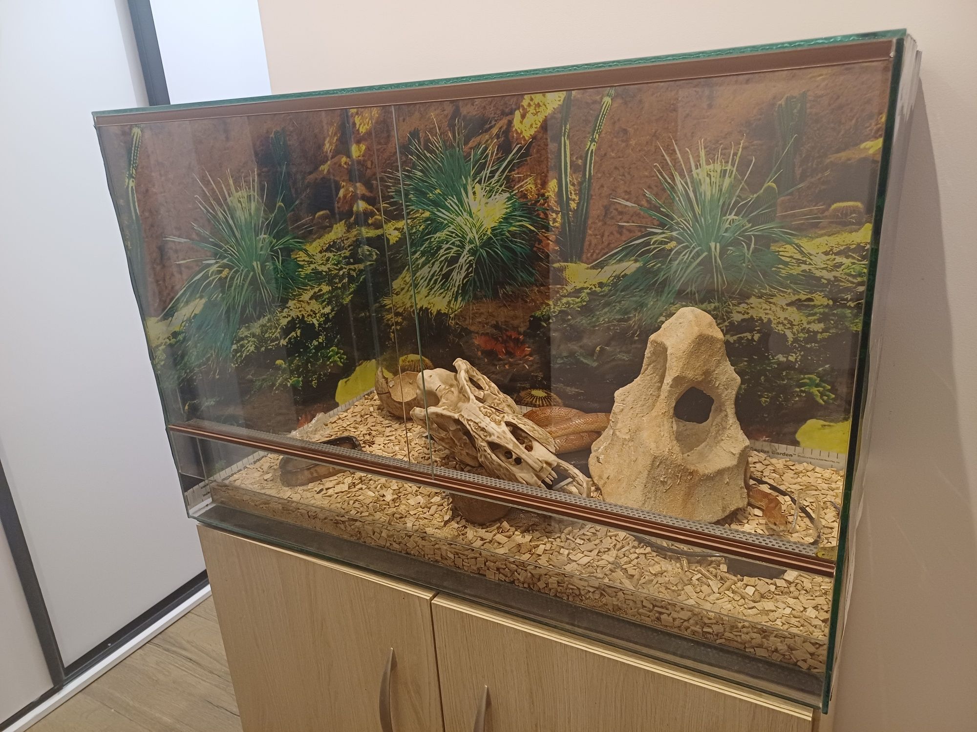 Wąż zbożowy + terrarium i alcesoria