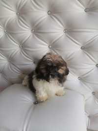 Szczeniak   shih tzu