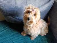 Maltipoo cudowna suczka