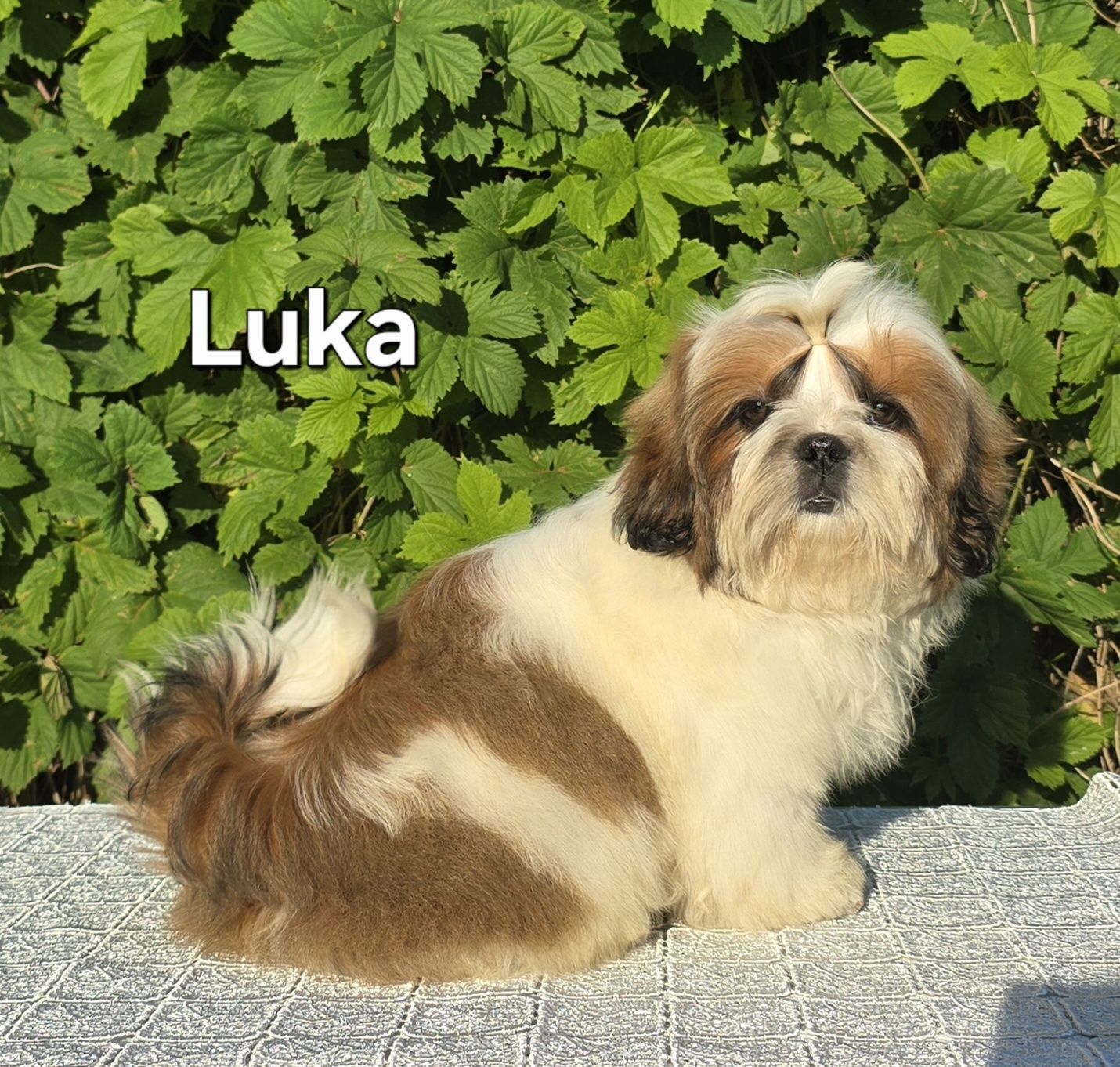 Piesek Shih tzu ZKWP