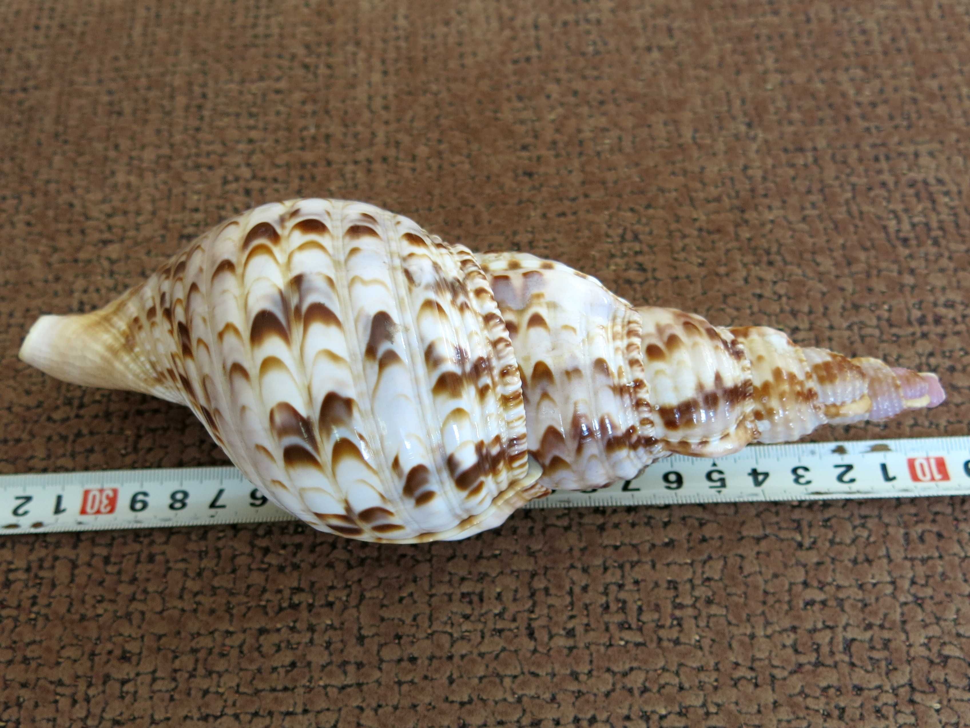Trąba Trytona, Charonia tritonis, muszla morska 20,7 cm