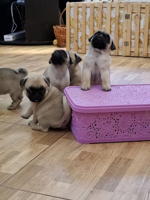 Мопсики девочки и мальчики