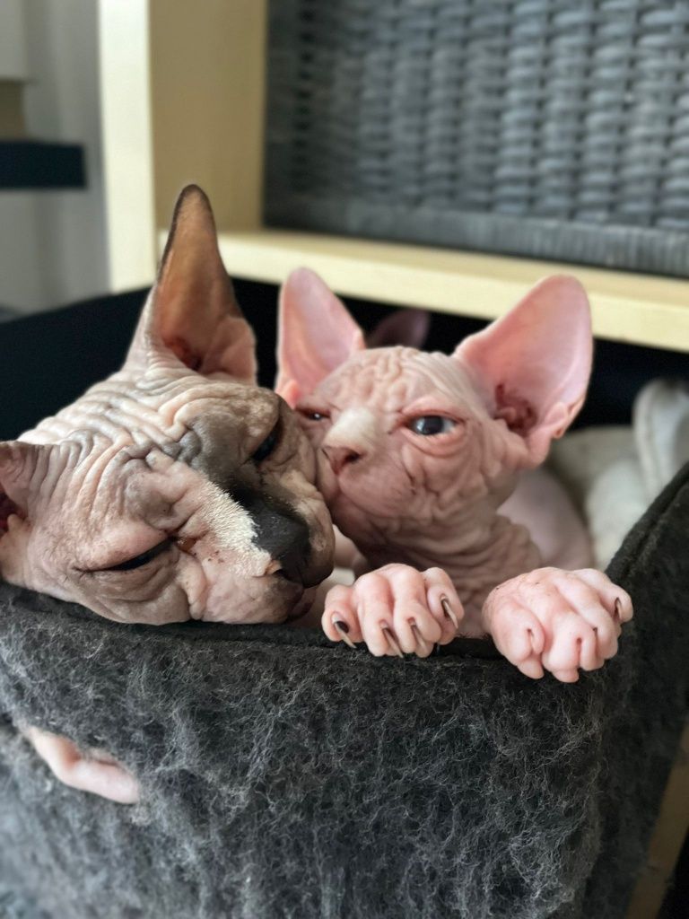 Gata sphynx com lop e afixo disponível