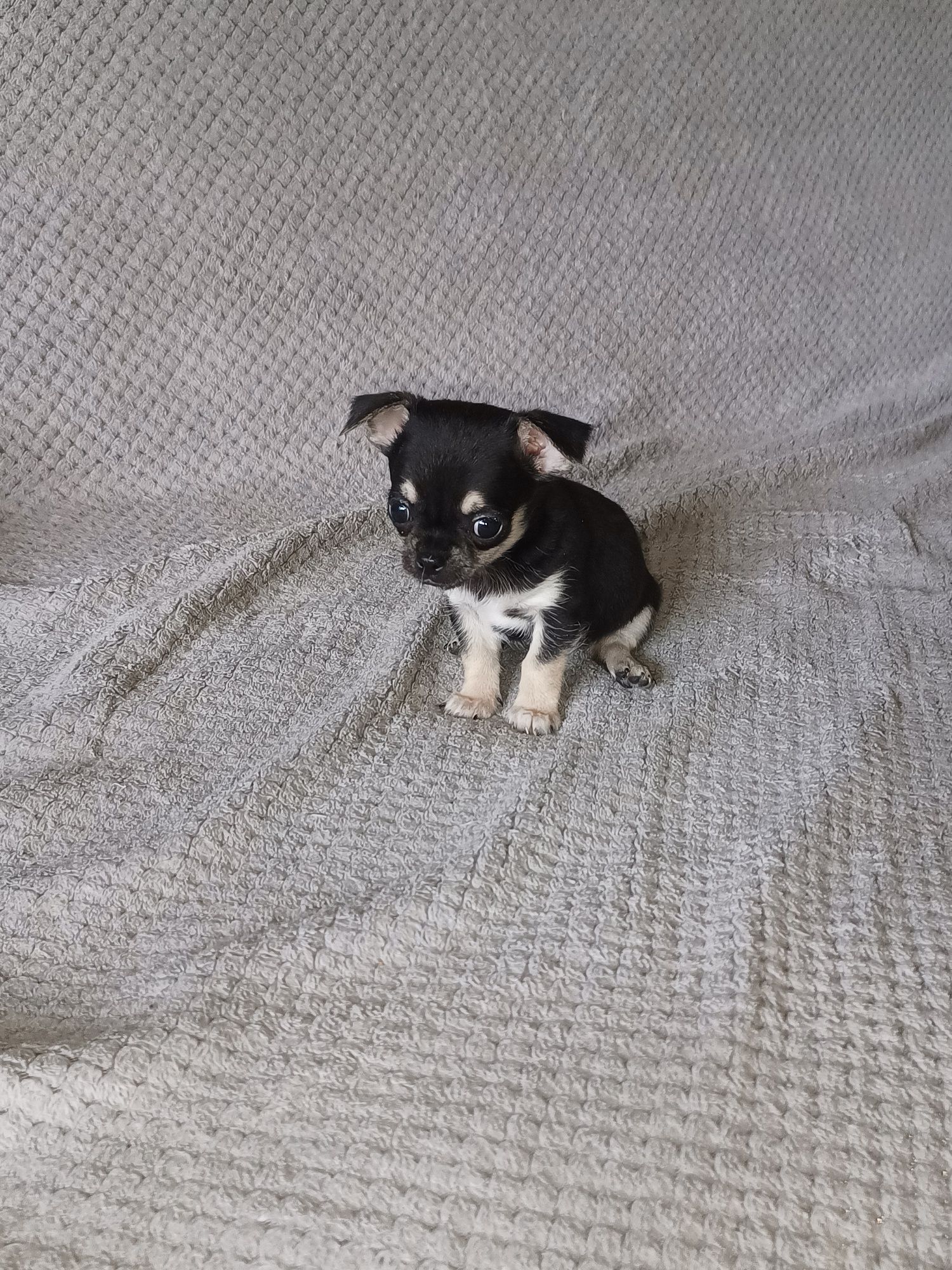 Maleńki Chihuahua
