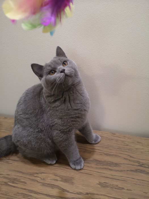 Kocurek brytyjski Umi Felis Polonia rodowód, kotka