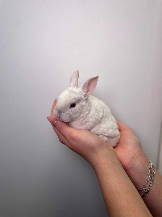 маленькі карликові кролики до свят, найкращий лагідний подарунок