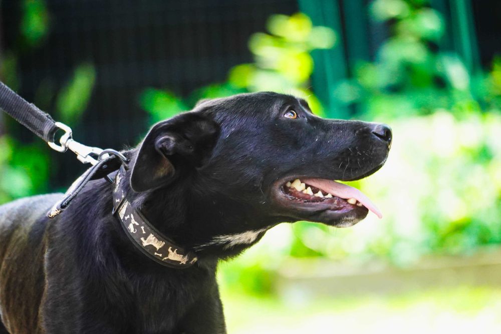 Parker - młody, energiczny pies szuka domu