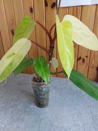 Philodendron "PAINTED LADY"