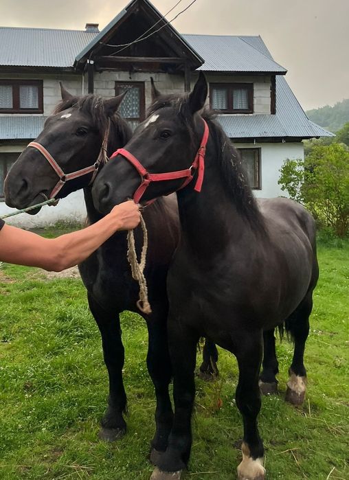 Sprzedam parę koni zimnokrwistych