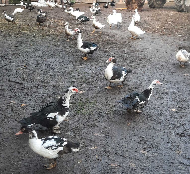 Kaczki koczory francuskie