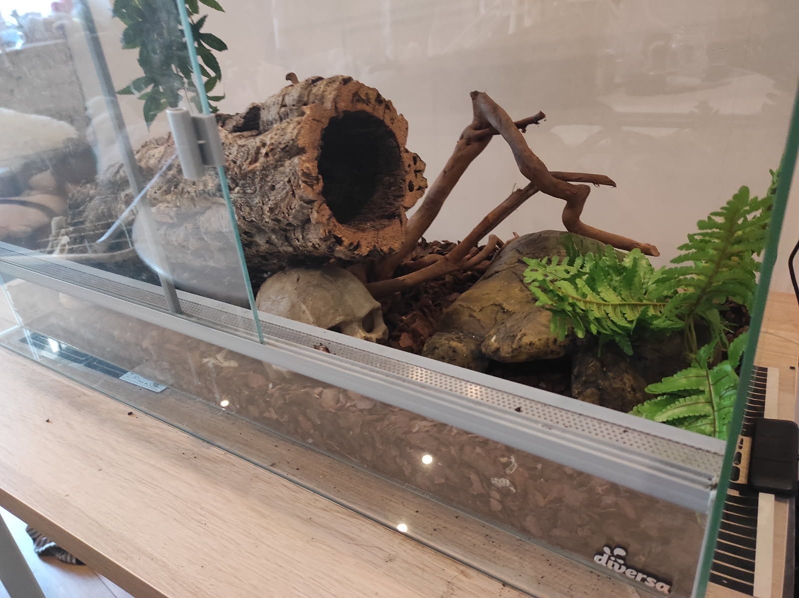 Terrarium z wężem