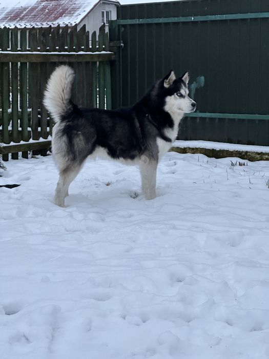 Кобель для вʼязки .