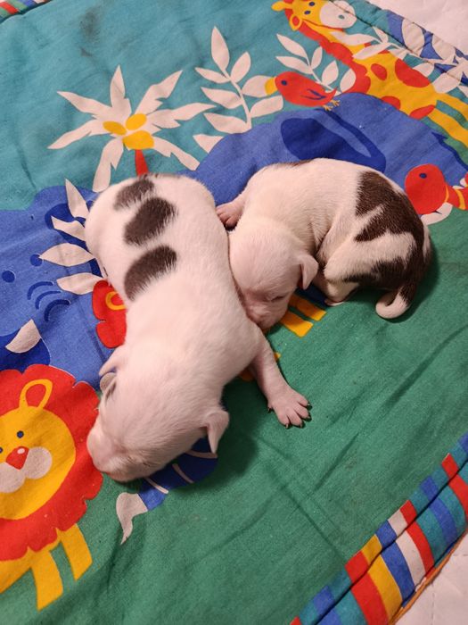 ЩЕНКИ Американского стаффа.