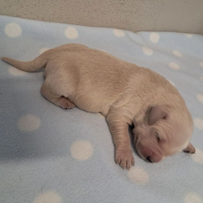 Golden retriever