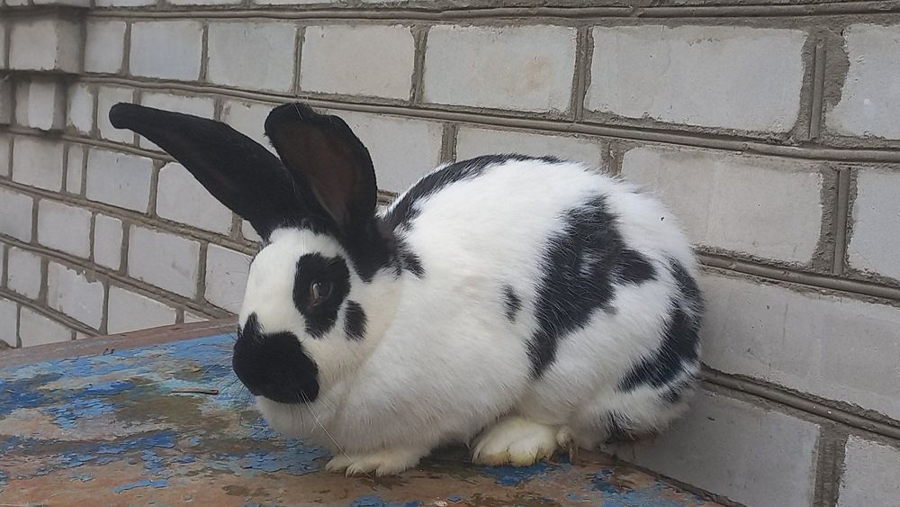 Продам самця кролика