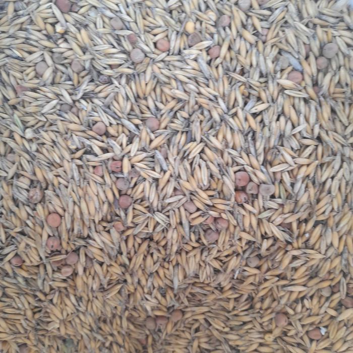 sprzedam owies z peluszką