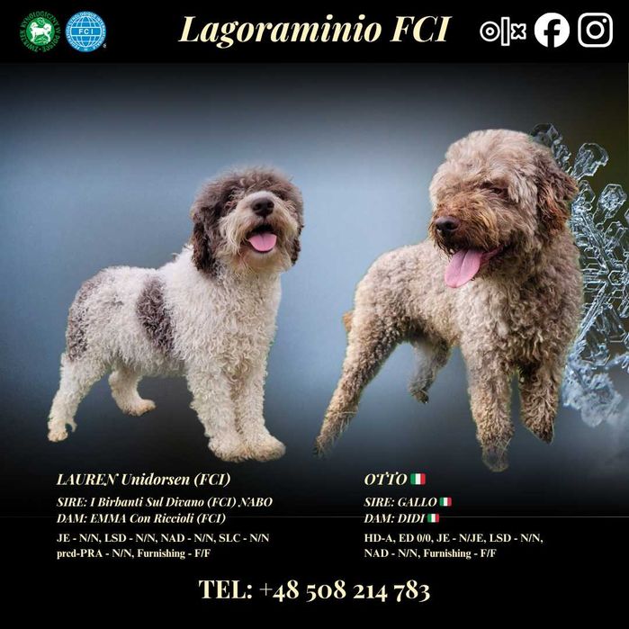 Lagotto Romagnolo ZKwP FCI - biały PIES - gotowy do odbioru w styczniu