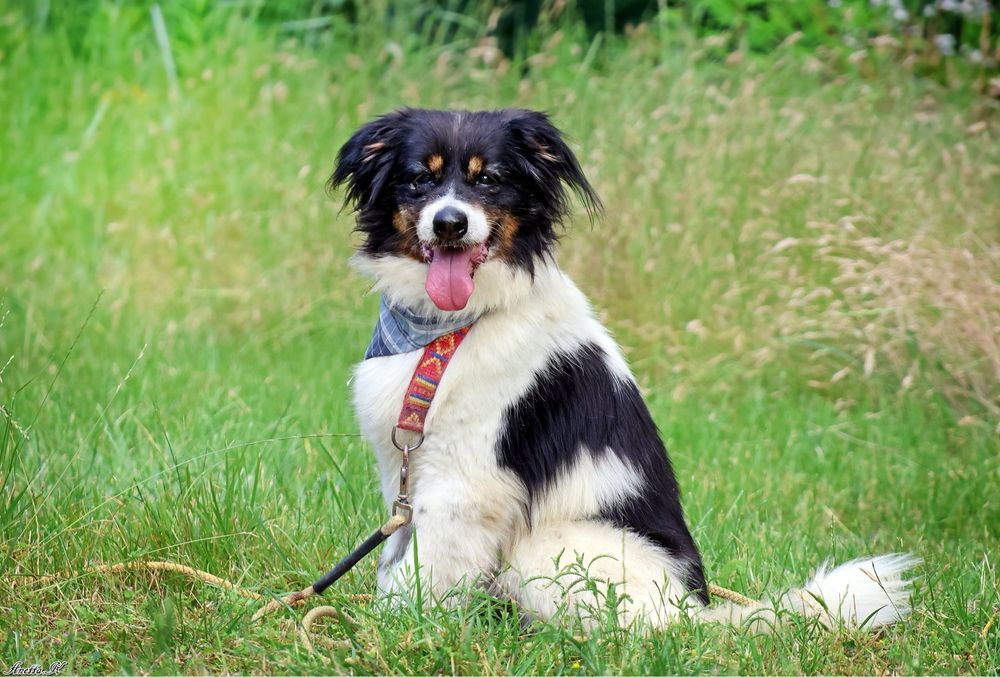 Odebrany interwencyjnie Fąfel szuka kochającego domu