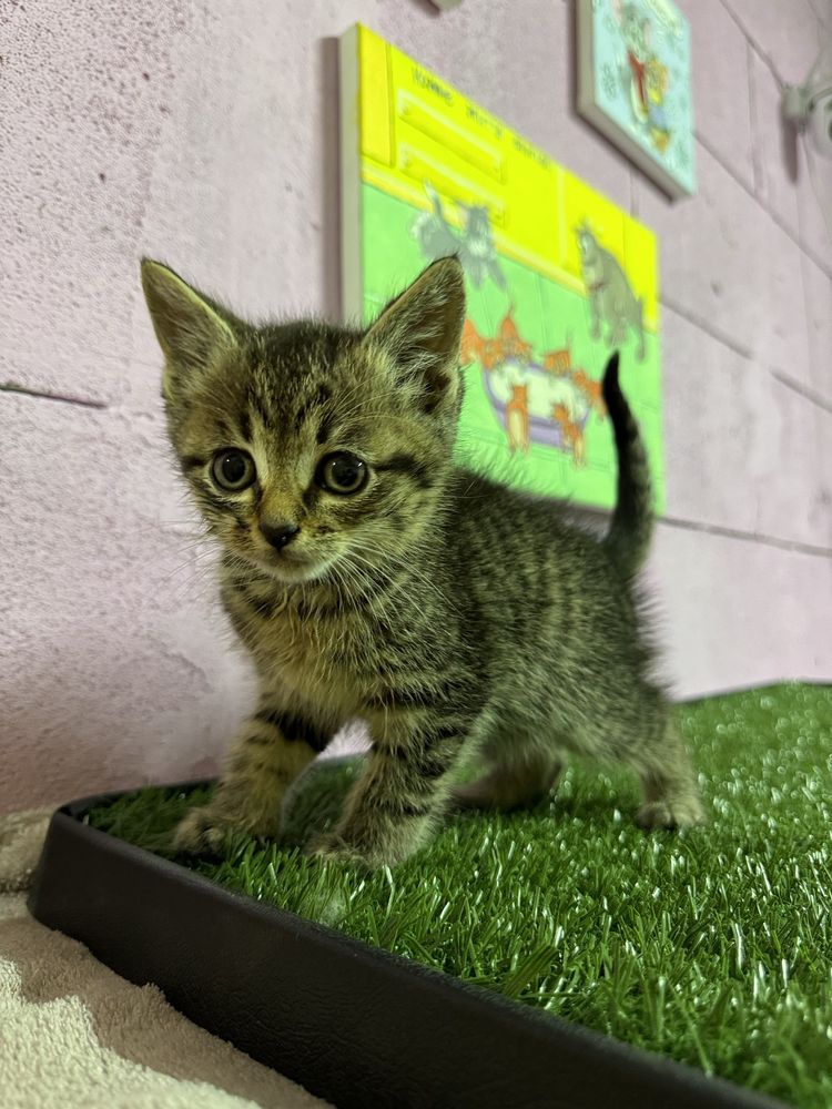 Кошеня дівчинка безкоштовно котенок