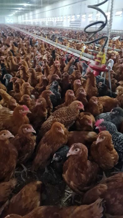 Kury Nioski młode prosto z FERMY od Hodowcy drobiu.Rosa kolorTRANSPORT