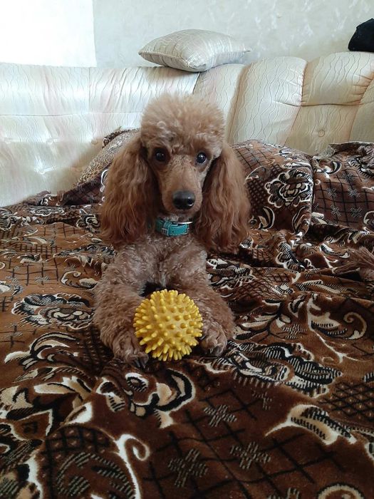 Вязка мальчика карликового пуделя. Харьков