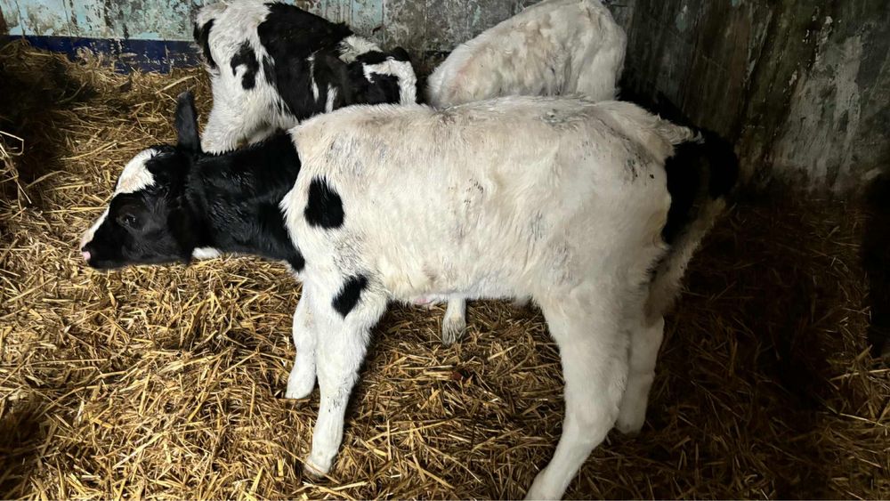 byczki z własnej hodowli