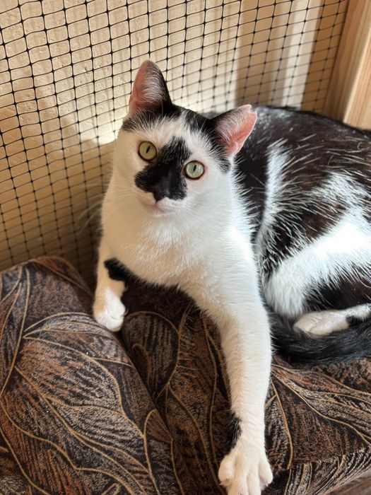 Piękny Monte szuka domu!