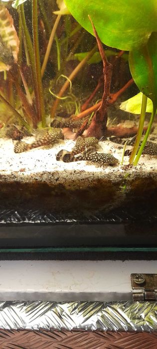 Sprzedam glonojady pospolite