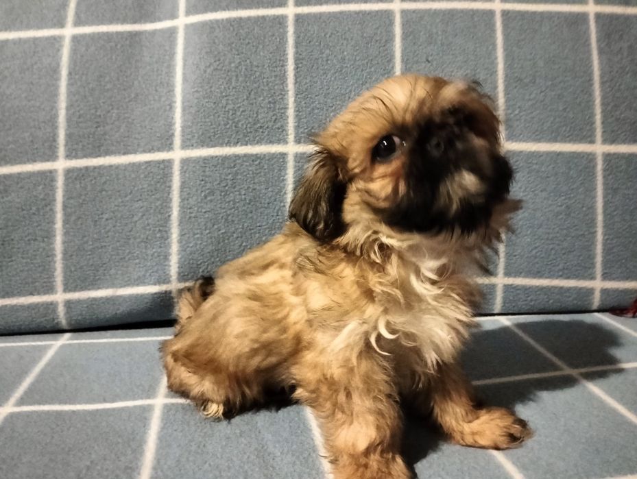 Śliczny piesek shih-tzu mini