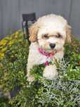 Bichpoo hybryda ras -,pudel toy chiny, bichon frise..DO ODBIORU.