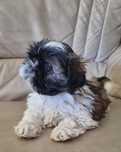 Shih tzu śliczny piesek