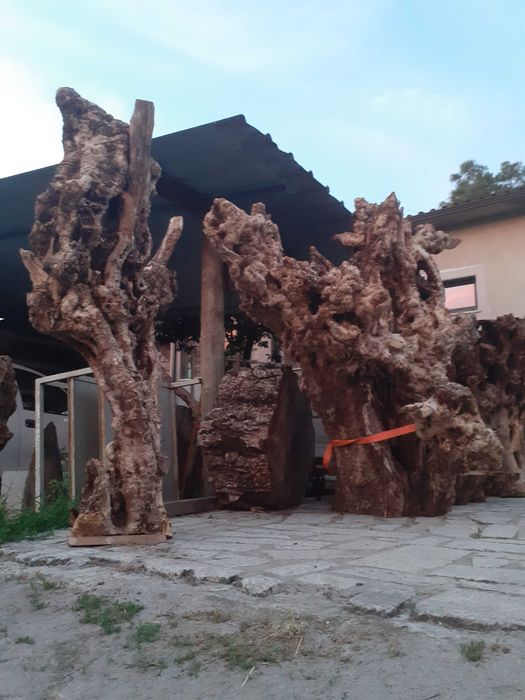 Raizes decorativas