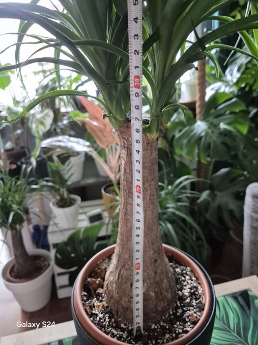 Beaucarnea nolina stopa słonia