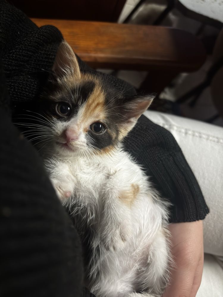 gatinha bebe adoçao